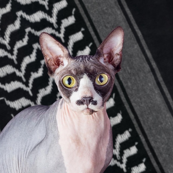 Ceasefire Meow Photography Art Prints Cats holiday gifts cards - Picture 7 of 7